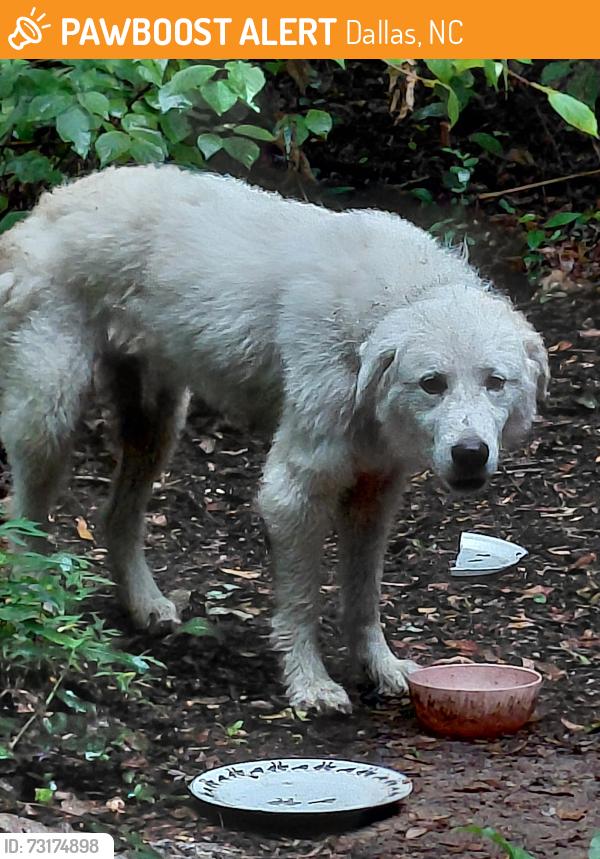 Found/Stray Unknown Dog last seen Near Hardin Rd and Brushy Hollow Ln, Dallas, NC 28034
