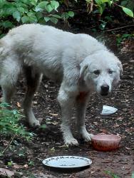 Found/Stray Unknown Dog last seen Near Hardin Rd and Brushy Hollow Ln, Dallas, NC 28034