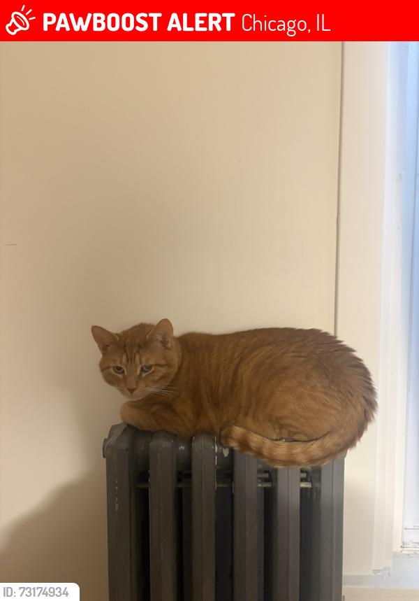 Lost Male Cat last seen north ave and avers ave, Chicago, IL 60651