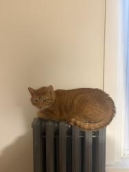Lost Male Cat last seen north ave and avers ave, Chicago, IL 60651