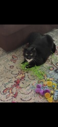 Lost Female Cat last seen John Walraven Road, Dallas, GA 30132