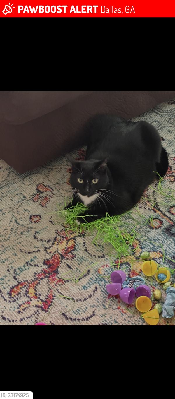 Lost Female Cat last seen John Walraven Road, Dallas, GA 30132