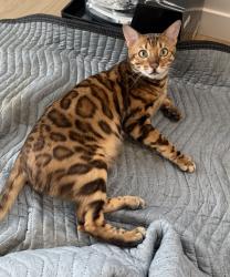 Lost Male Cat last seen Heirloom, Calgary, AB T3S 0H4