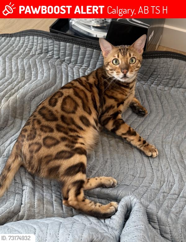 Lost Male Cat last seen Heirloom, Calgary, AB T3S 0H4