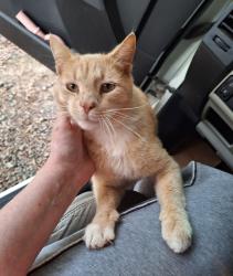 Lost Male Cat last seen Sussex Trail, Randolph County, NC 27313