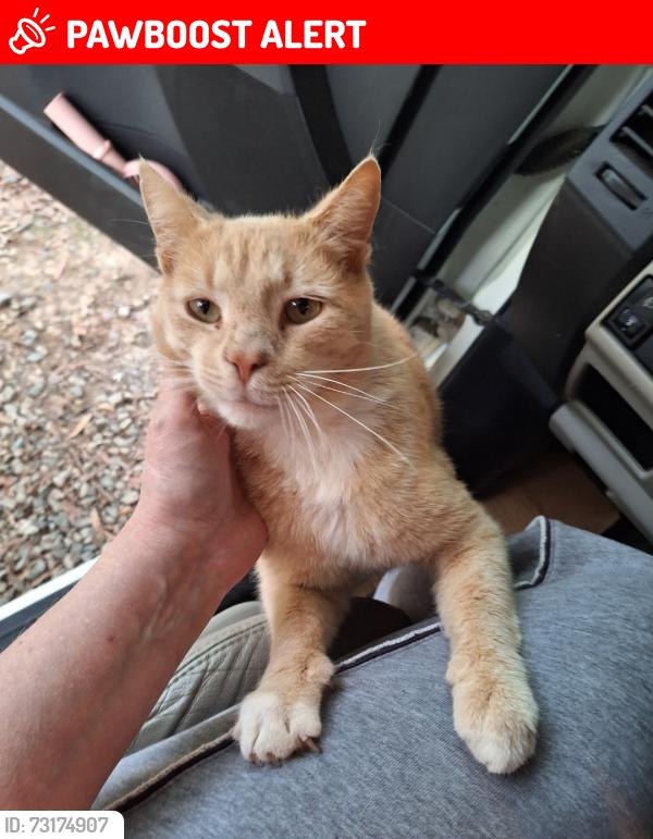 Lost Male Cat last seen Sussex Trail, Randolph County, NC 27313