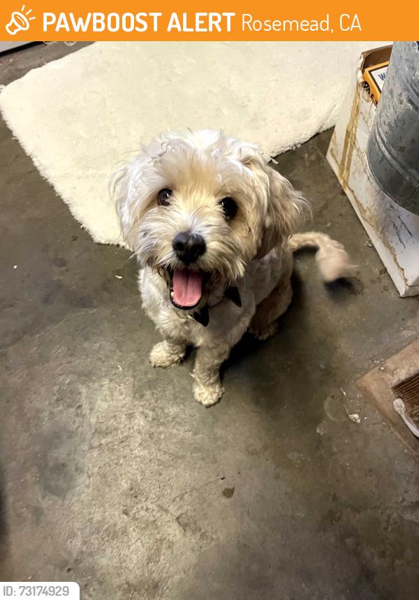 Found/Stray Male Dog last seen Ivar Ave between Garvey and 10 Freeway, Rosemead, CA 91770