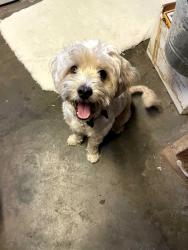 Found/Stray Male Dog last seen Ivar Ave between Garvey and 10 Freeway, Rosemead, CA 91770