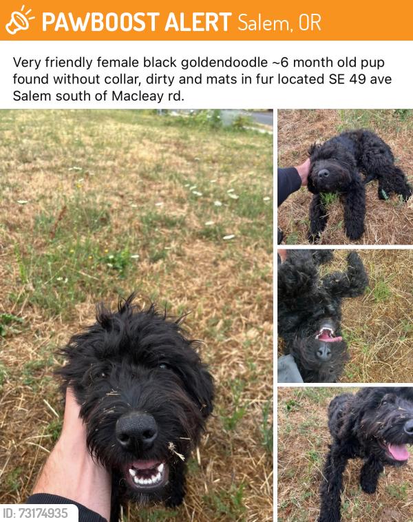 Found/Stray Female Dog last seen Macleary, Salem, OR 97305