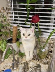 Lost Male Cat last seen Blue Oaks Park, Antelope, CA 95843