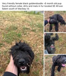 Found/Stray Female Dog last seen Macleary, Salem, OR 97305