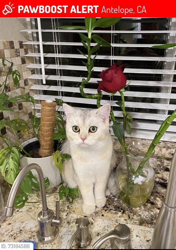 Lost Male Cat last seen Blue Oaks Park, Antelope, CA 95843