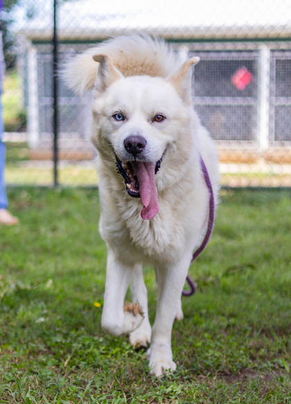 Shelter Stray Male Dog last seen Near Waldrop Cliff Ln, 30034, GA, 3280 Chamblee Dunwoody Rd, Chamblee, GA 30341, USA