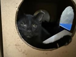 Shelter Stray Male Cat last seen Near Knights Hill Lane 43614, Lucas County, OH, 827 Illinois Ave, Maumee, OH 43537, USA