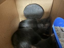 Shelter Stray Male Cat last seen Near Knights Hill Lane 43614, Lucas County, OH, 827 Illinois Ave, Maumee, OH 43537, USA