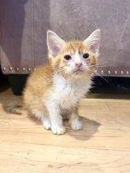Shelter Stray Male Cat last seen W Baltimore St & N Payson St, 21223, MD, 2490 Giles Rd, Baltimore, MD 21225, USA