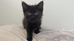 Shelter Stray Female Cat last seen Near E Fayette Balt., MD 21224, 21224, MD, 2490 Giles Rd, Baltimore, MD 21225, USA