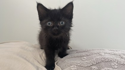 Shelter Stray Female Cat last seen Near E Fayette Balt., MD 21224, 21224, MD, 2490 Giles Rd, Baltimore, MD 21225, USA
