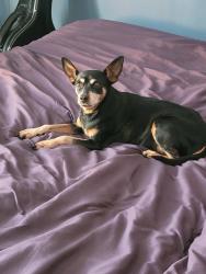 Reunited Female Dog last seen Manor, San Leandro, CA 94579