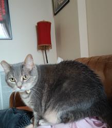 Lost Female Cat last seen Augusta blvd across from Saint Helen's church, Chicago, IL 60622
