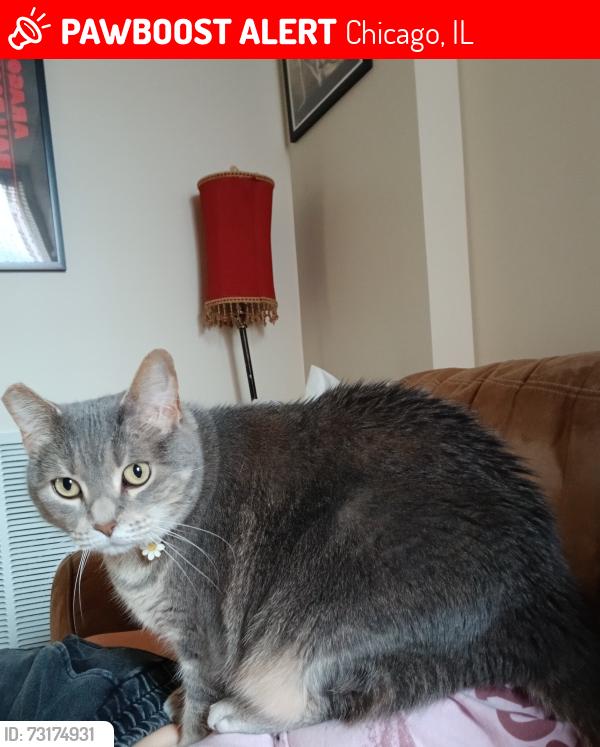Lost Female Cat last seen Augusta blvd across from Saint Helen's church, Chicago, IL 60622