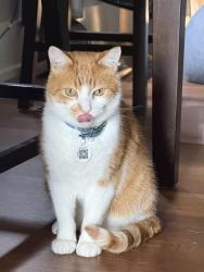 Lost Male Cat last seen S Lakeshort, Crystal Ave, Euclid, OH 44119