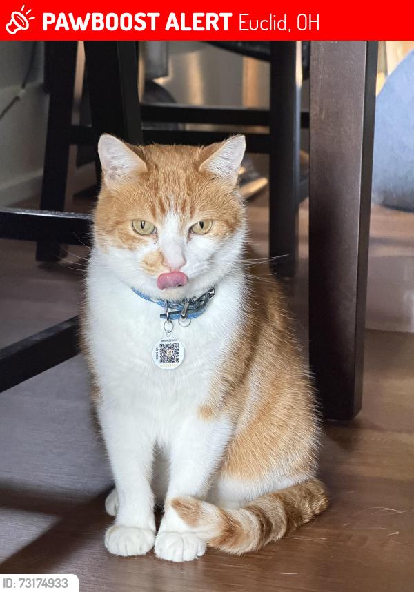Lost Male Cat last seen S Lakeshort, Crystal Ave, Euclid, OH 44119