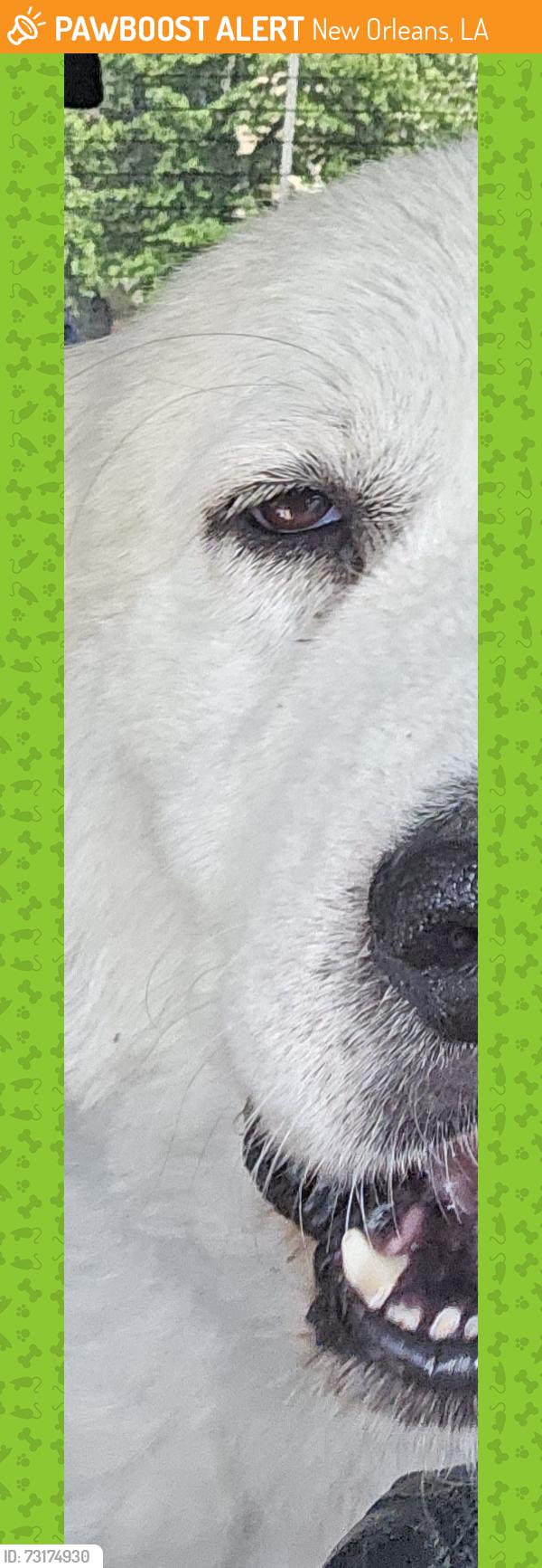 Found/Stray Unknown Dog last seen Palmer Park, New Orleans, LA 70118