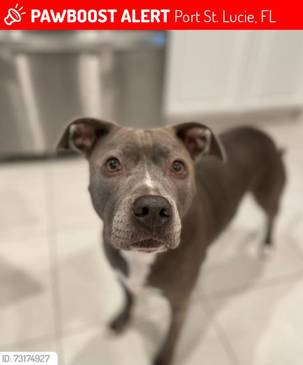 Lost Female Dog last seen Becker road, Port St. Lucie, FL 34953