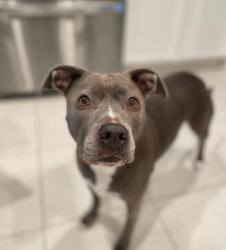 Lost Female Dog last seen Becker road, Port St. Lucie, FL 34953