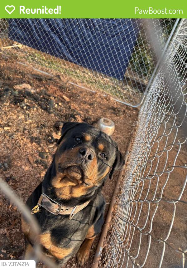 Reunited Male Dog last seen Highway 75 near Arthrex building, Pendleton, SC 29670