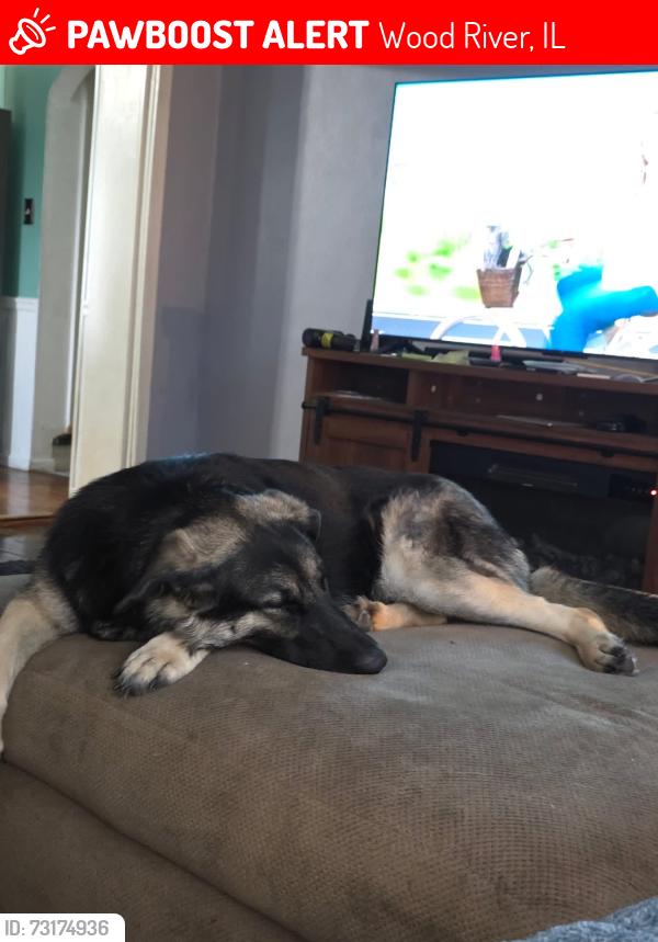 Lost Female Dog last seen By wood river PD, Wood River, IL 62095