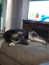 Lost Female Dog last seen By wood river PD, Wood River, IL 62095