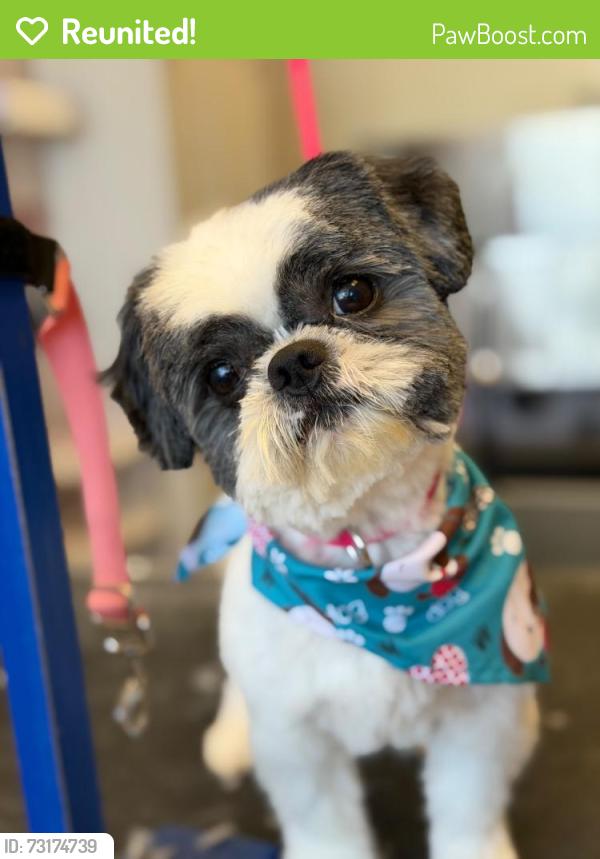 Reunited Male Dog last seen Grant st montrose st new Britain ave, Hartford, CT 06106