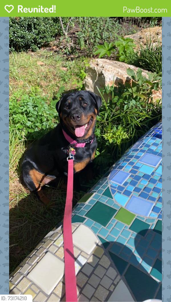 Reunited Female Dog last seen Hey 76 and Arthrex, Pendleton, SC 29670