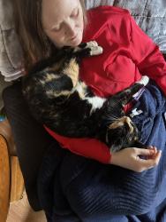 Lost Female Cat last seen Gales addition, Port Angeles, WA 98362