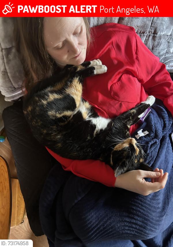 Lost Female Cat last seen Gales addition, Port Angeles, WA 98362