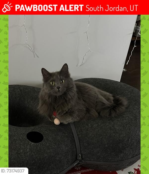 Lost Female Cat last seen Crosswater & Lake Ave, South Jordan, UT 84009