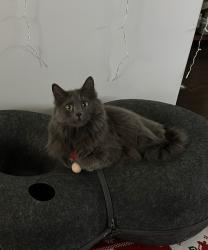 Lost Female Cat last seen Crosswater & Lake Ave, South Jordan, UT 84009