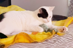 Lost Male Cat last seen Silverstone Dr, near Steedman apmts, Waterville, OH 43566