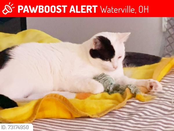 Lost Male Cat last seen Silverstone Dr, near Steedman apmts, Waterville, OH 43566