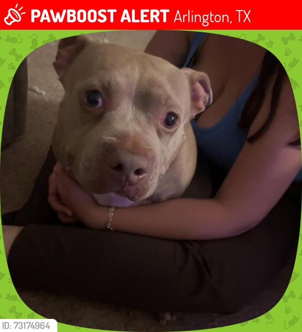 Lost Female Dog last seen Near center street close to uta area, Arlington, TX 76018