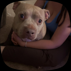 Lost Female Dog last seen Near center street close to uta area, Arlington, TX 76018