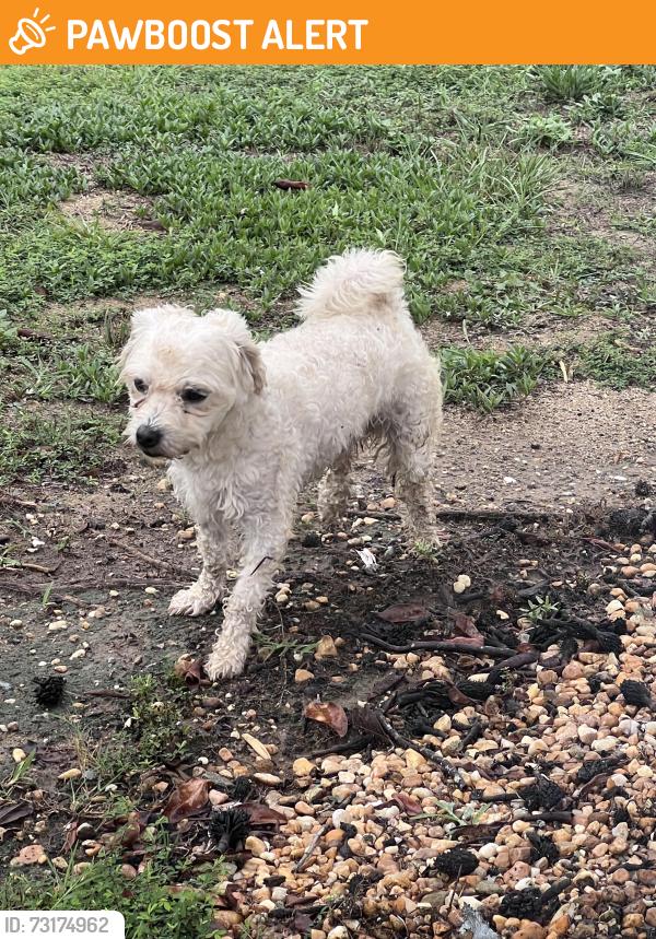 Found/Stray Unknown Dog last seen Fulgham Little creek Rd, Johnston County, NC 27555