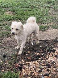 Found/Stray Unknown Dog last seen Fulgham Little creek Rd, Johnston County, NC 27555