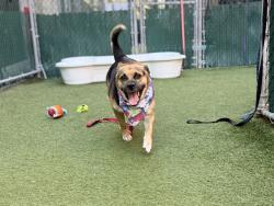 Shelter Stray Female Dog last seen Near Walton Avenue, BRONX, NY, 10453, 326 E 110th St, New York, NY 10029, USA