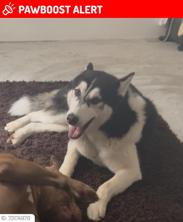 Lost Male Dog last seen Herbrand street, Greater London, England WC1N 1NY