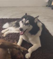 Lost Male Dog last seen Herbrand street, Greater London, England WC1N 1NY