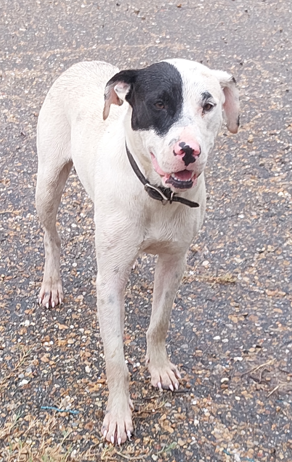 Shelter Stray Male Dog last seen Near Lake Martin Road, LAFAYETTE, LA, 70501, 410 Dugas Rd, Lafayette, LA 70507, USA
