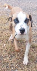 Shelter Stray Male Dog last seen Near Lake Martin Road, LAFAYETTE, LA, 70501, 410 Dugas Rd, Lafayette, LA 70507, USA
